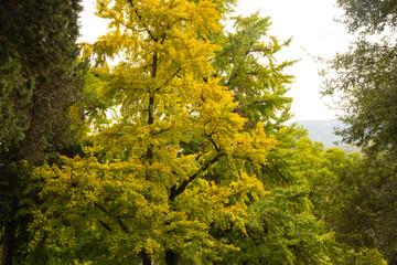 leaves of a tree in autumn
