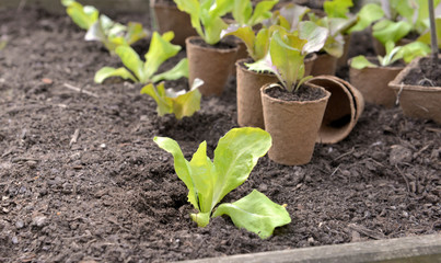close on a seedling of lettuce growing in the soil