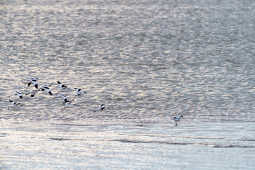 Pied Avocet (Recurvirostra avosetta) flock in flight, taken in the UK