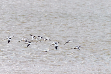 Pied Avocet (Recurvirostra avosetta) flock in flight, taken in the UK