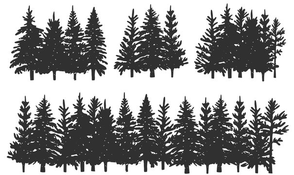 silhouettes of spruce. winter forest. Vector graphics. Eps