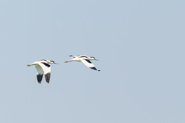 Obraz premium Pied Avocet (Recurvirostra avosetta) in flight, taken in the UK