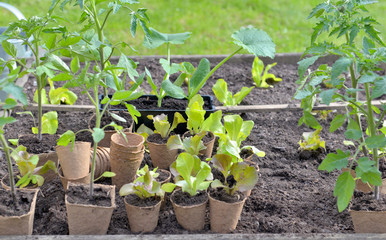 lettuce seedling growing in a peat pot  put on the soil of a  patch