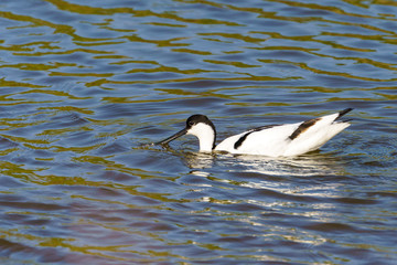 Pied Avocet (Recurvirostra avosetta) in a small lake, taken in the UK