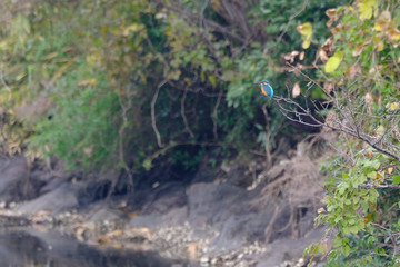 Fototapeta na wymiar kingfisher in forest