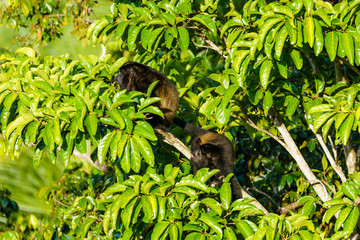 Howler Monkey (Alouatta guariba) taken in Costa Rica