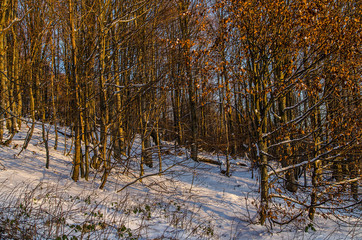 Zimowy las Bieszczady