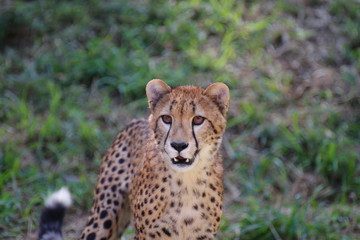 チーター