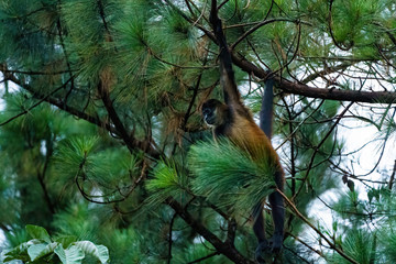 Geoffroy's spider monkey (Ateles geoffroyi) in a tree in Costa Rica
