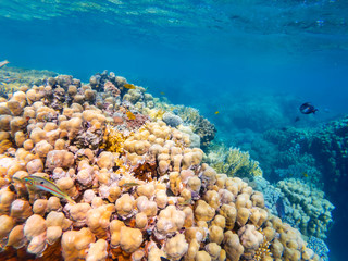 colorful corals and exotic fishes at the bottom of the Red sea. beautiful natural summer background