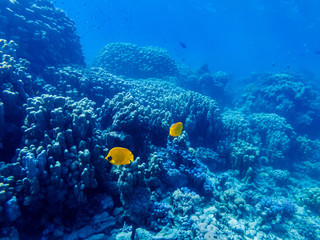 Plakat colorful corals and exotic fishes at the bottom of the Red sea. beautiful natural summer background