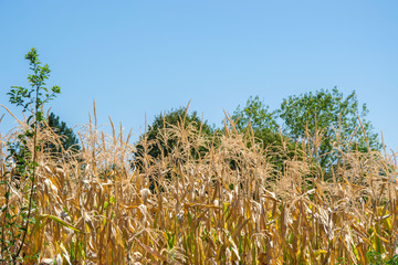 Dried cornstalks, summer corn plants on a field under a blue sky, green trees in the background