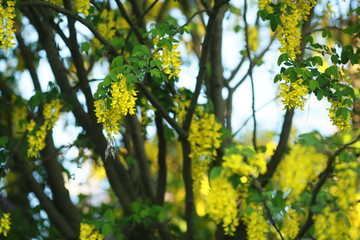 Close up of a bunch of flowering branches yellow with flowers.