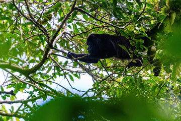 Howler Monkey (Alouatta guariba) taken in Costa Rica