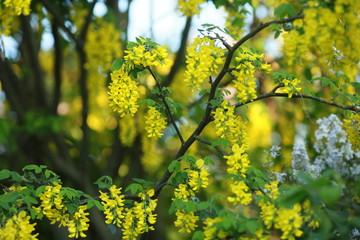 Close up of a bunch of flowering branches yellow with flowers.