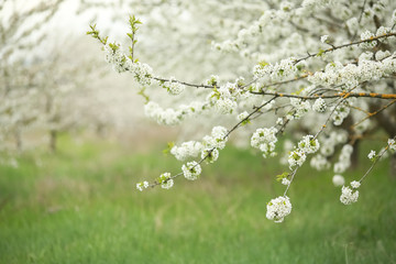 branches of blossoming cherry tree of white color in a natural garden.