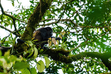 Howler Monkey (Alouatta guariba) taken in Costa Rica