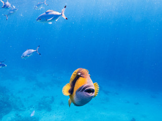 colorful corals and exotic fishes at the bottom of the Red sea. beautiful natural summer background