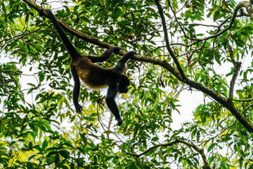 Howler Monkey (Alouatta guariba) taken in Costa Rica