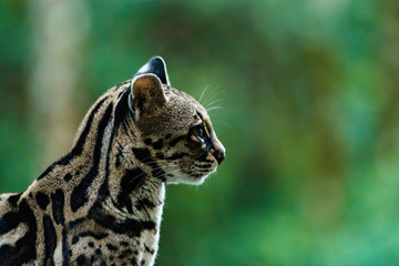 Naklejka premium Female Margay (Leopardus wiedii) early morning in forest in Csota Rica