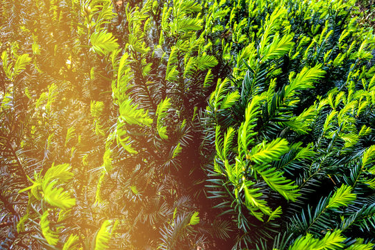 Cultivar creeping juniper in the rocky garden.