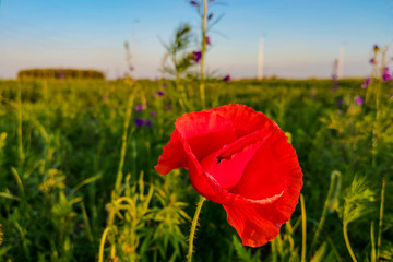 Red poppy flowers field, close up, nature