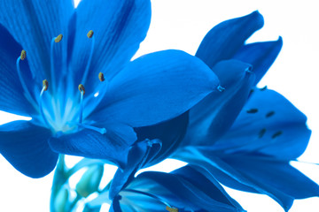 monochrome classic blue flower. Isolated
