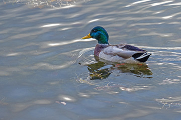 Obraz premium wild duck quietly swims in the gray autumn water