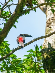 Collared Aracari (Pteroglossus torquatus) perche din a tree, taken in Costa Rica