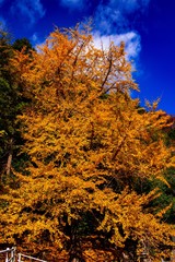 赤根温泉のイチョウ