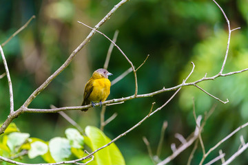 Passerini's Tanager (Ramphocelus passerinii) female with orange front and grey head and back, taken in Costa Rica