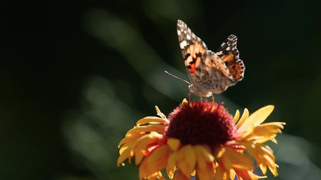 Beautiful butterfly pollinating flowers of helenium, calendula and echinacea. Painted lady on orange colored asteraceae blossom eating nectar. Gaillardia or venidium petals macro shot.