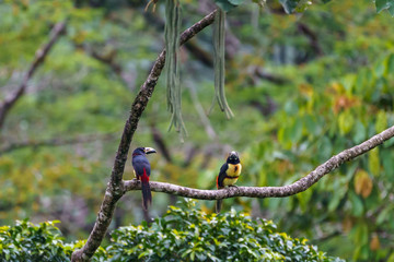 Collared Aracari (Pteroglossus torquatus) perche din a tree, taken in Costa Rica