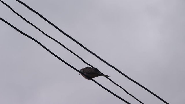 Single pigeons pigeons bird  standing on electric wires and sky overcast background after raining