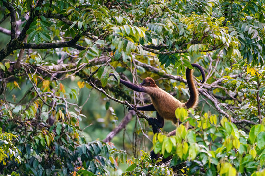 Geoffroy's spider monkey (Ateles geoffroyi) in a tree in Costa Rica