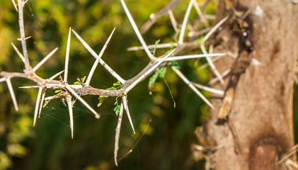 a branch of sharp and long thorns and sunset in background 