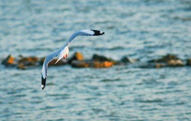 Seagulls flying on blue sea background