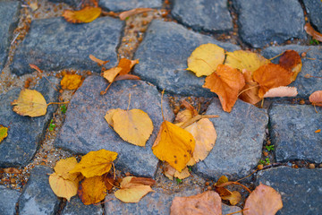 Yellow fallen leaves on cobbled alley in a city, autumn season, nobody, street