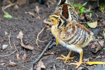 Great Curassow (Crax rubra) chick, taken in Costa Rica