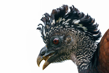 Fototapeta premium Great Curassow (Crax rubra) female, taken in Costa Rica