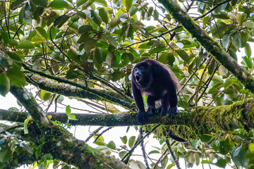 Howler Monkey (Alouatta guariba) taken in Costa Rica
