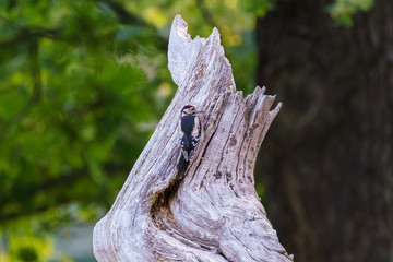 Greater Spotted Woodpecker (Dendrocopos major), taken in UK