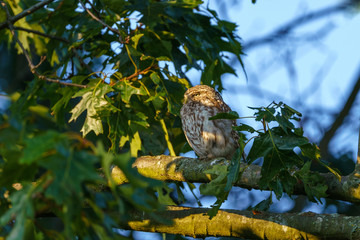 Little owl (Athene noctua)  perched on a branch in late evening, taken in the UK