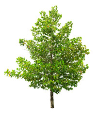 Isolated green leaves tree with clipping path.