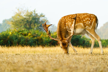 Male Fallow Deer (Dama dama) in early morning autumn light, taken in UK