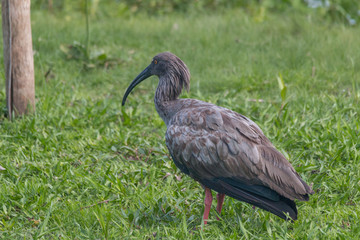 Plumbeous ibis in the Pantanal, Brazil, South America