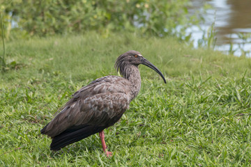 Plumbeous ibis in the Pantanal, Brazil, South America