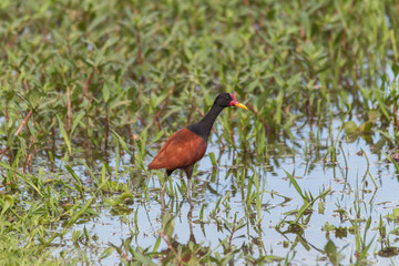 Wattled jacana in the Pantanal, Brazil, South America