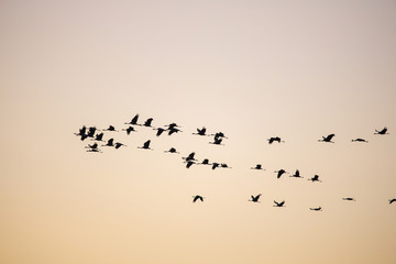cranes flying over sky at sunrise
