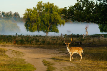 Male Fallow Deer (Dama dama), taken in UK